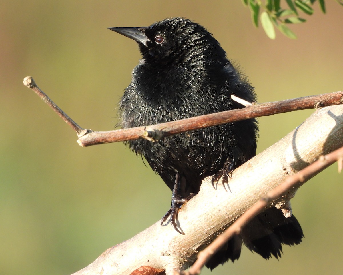Unicolored Blackbird - ML643876817
