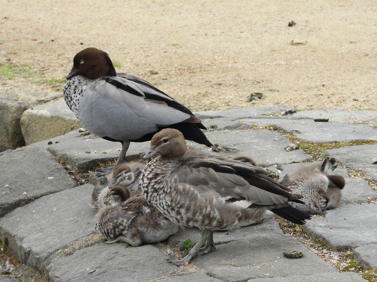 Maned Duck - ML643876818