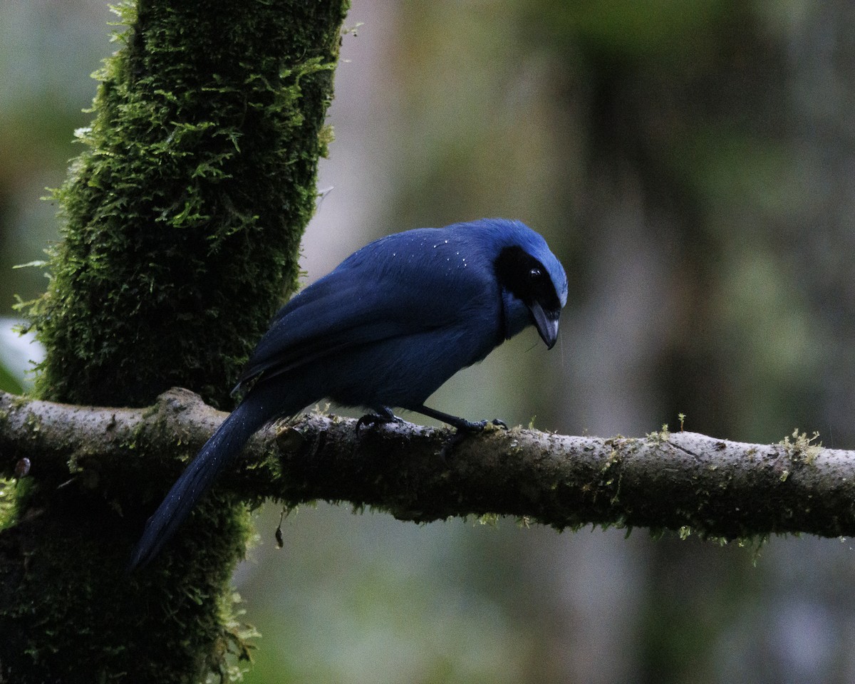 Turquoise Jay - ML643876819