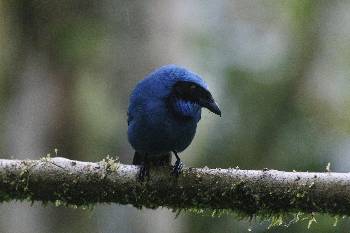 Turquoise Jay - ML643876820