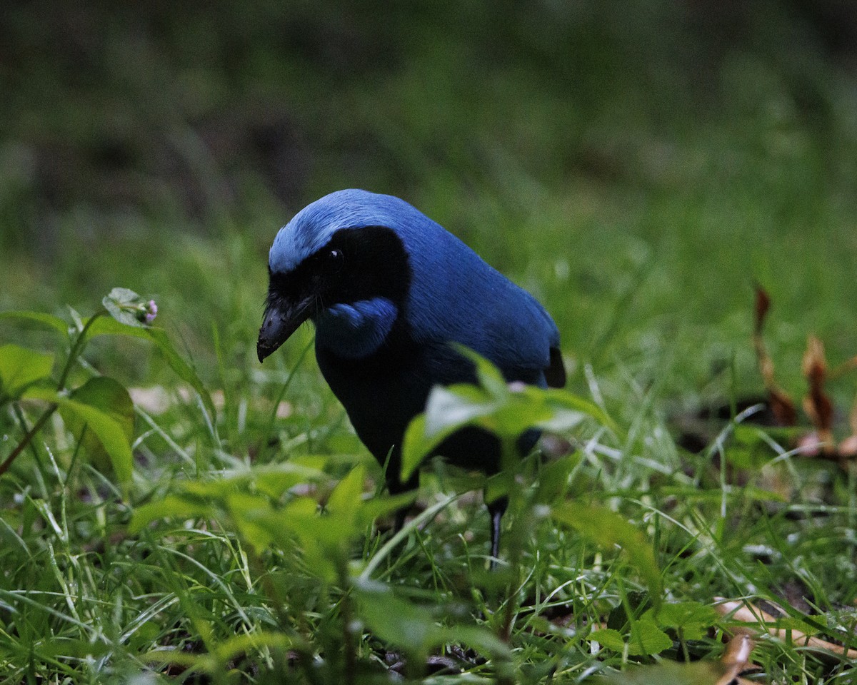 Turquoise Jay - ML643876821