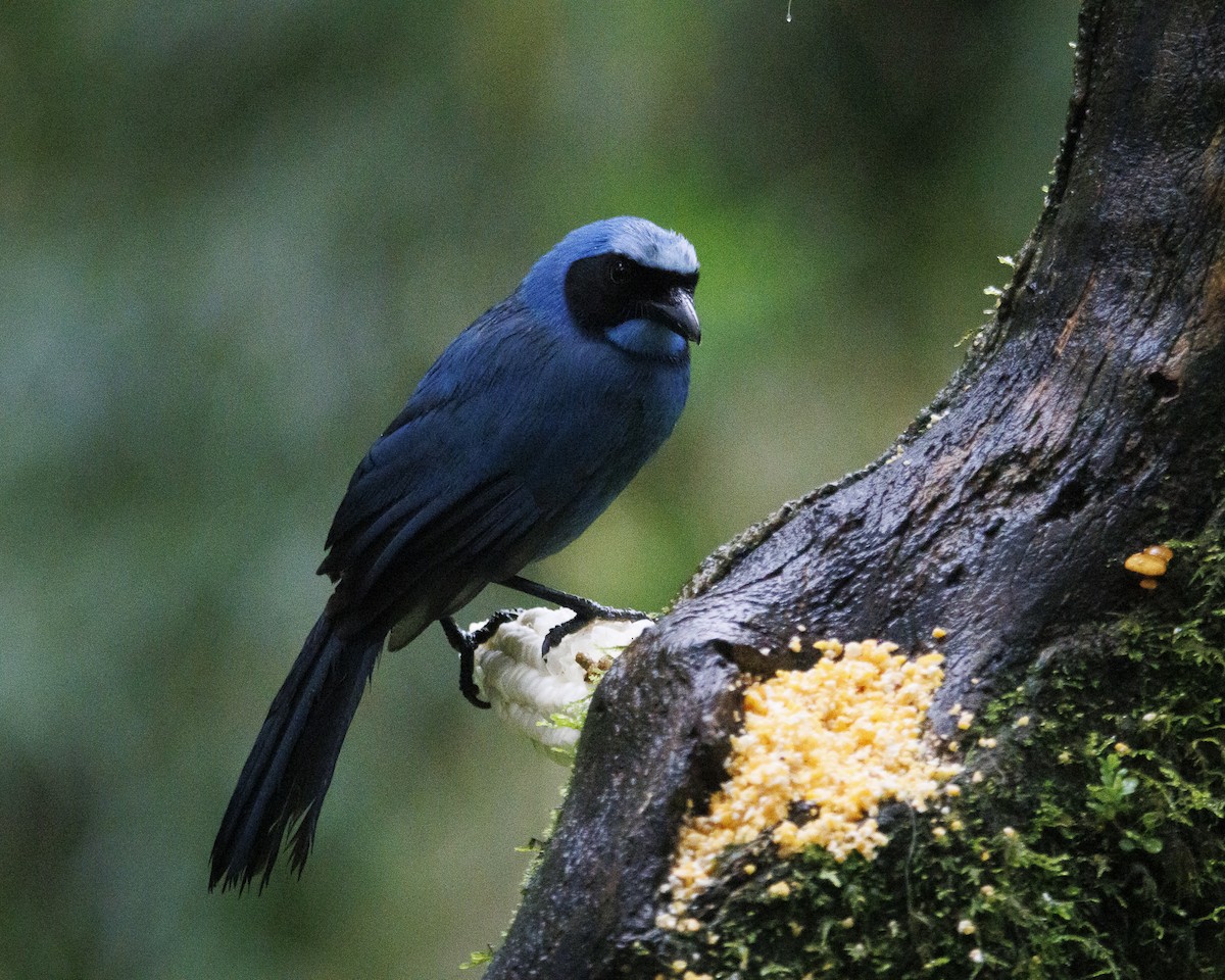 Turquoise Jay - ML643876822