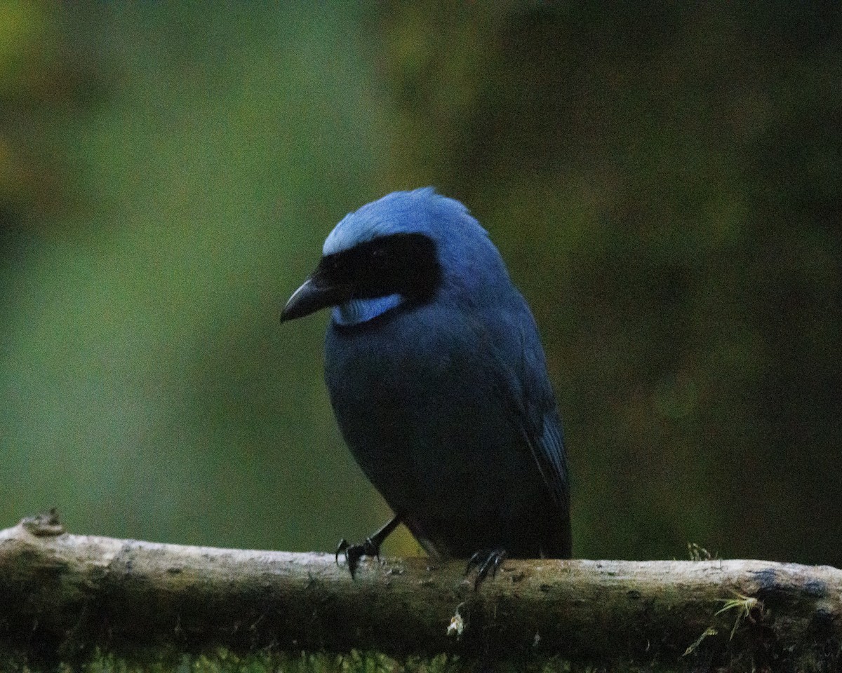 Turquoise Jay - ML643876823