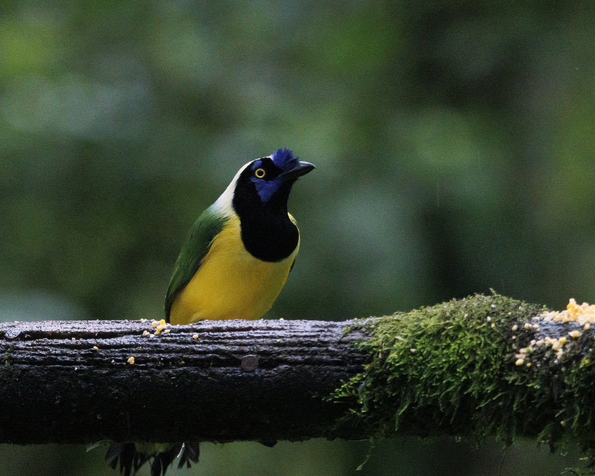 Green Jay (Inca) - ML643876826