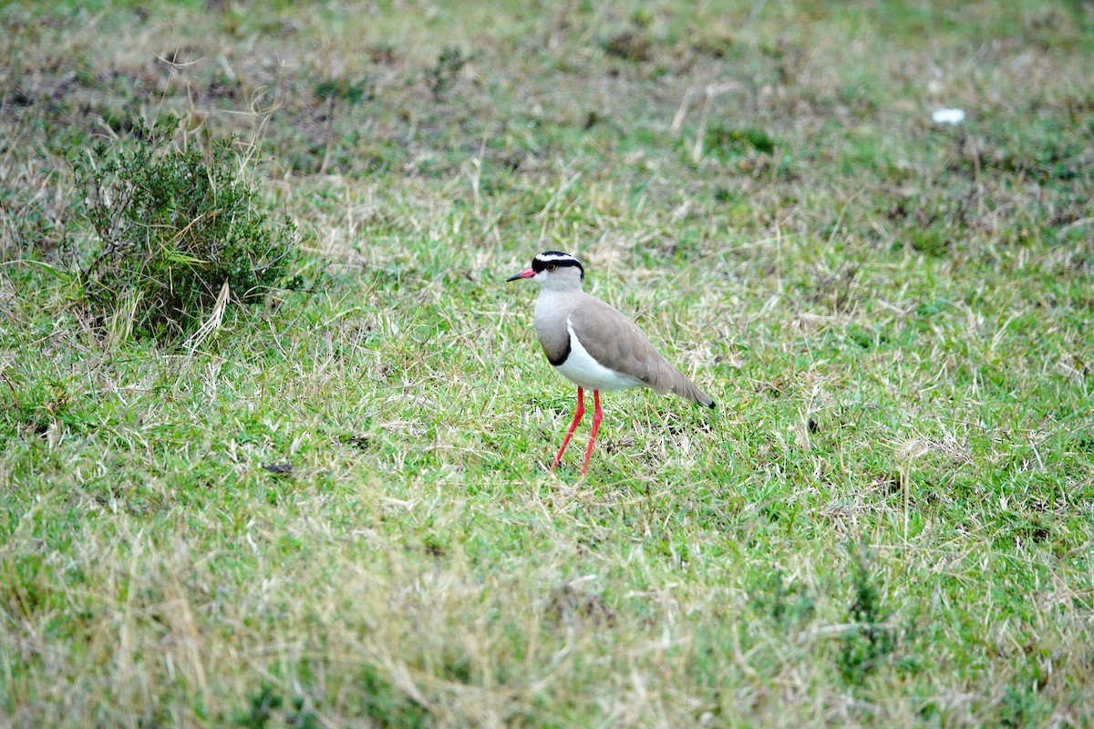 Crowned Lapwing - ML643876829