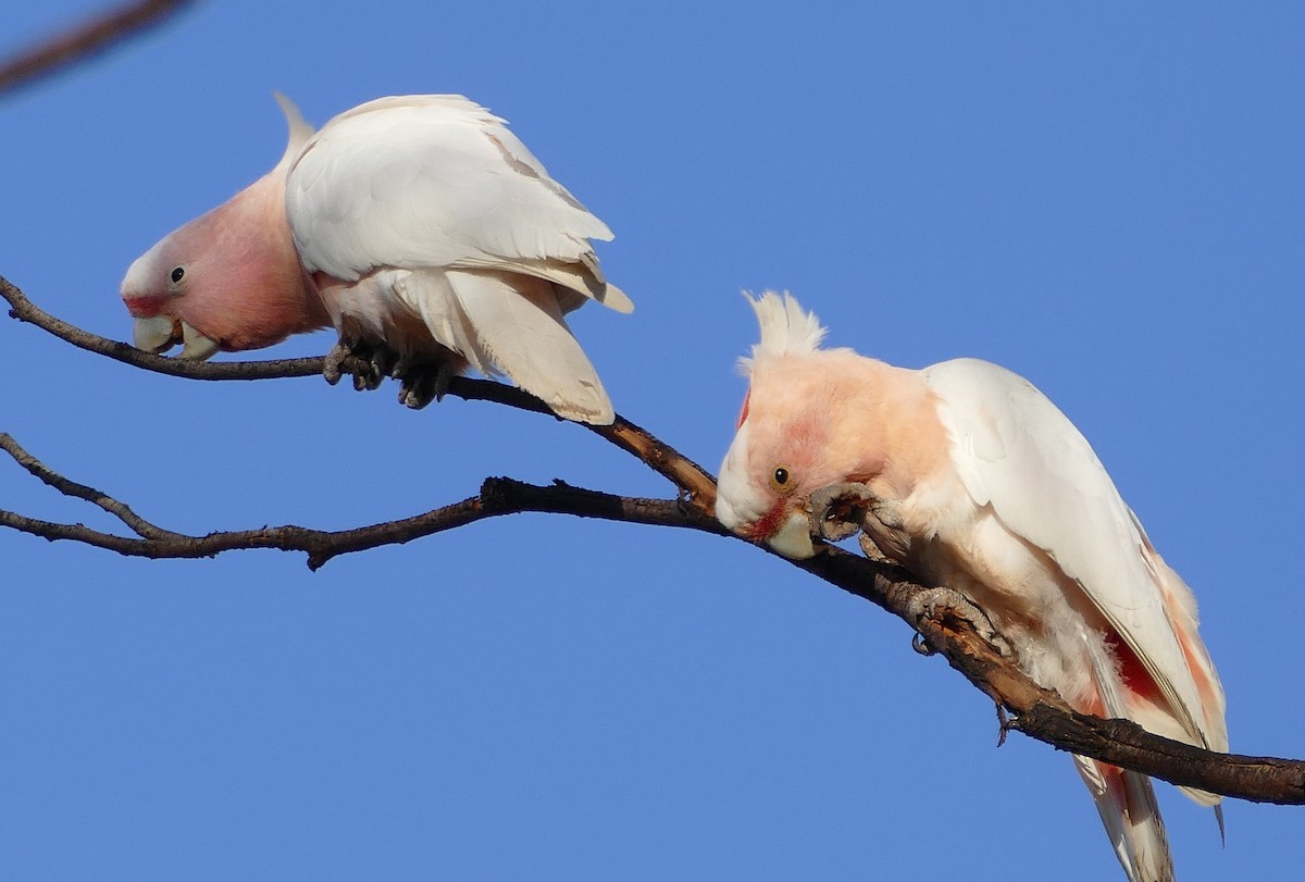 Pink Cockatoo - ML643876830