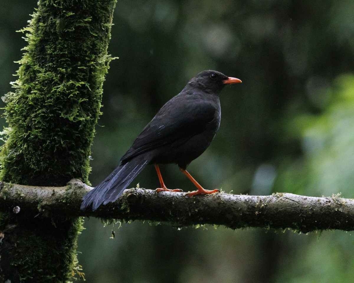 Great Thrush - ML643876831