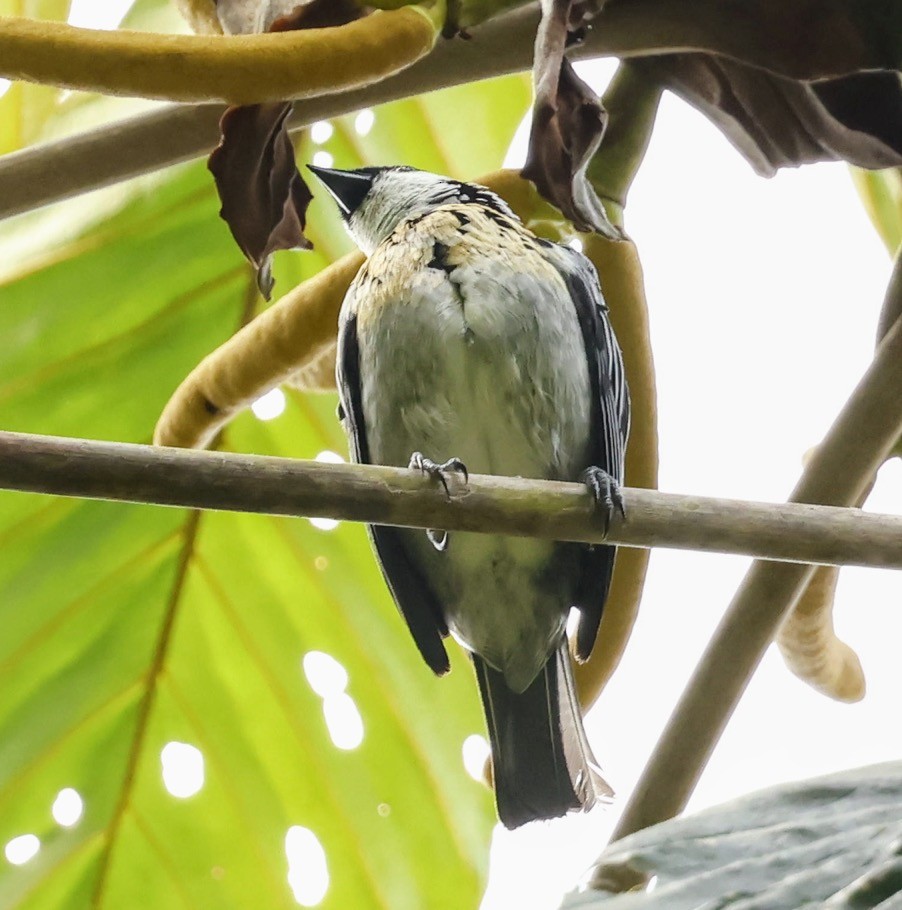 Gray-and-gold Tanager - ML643876833