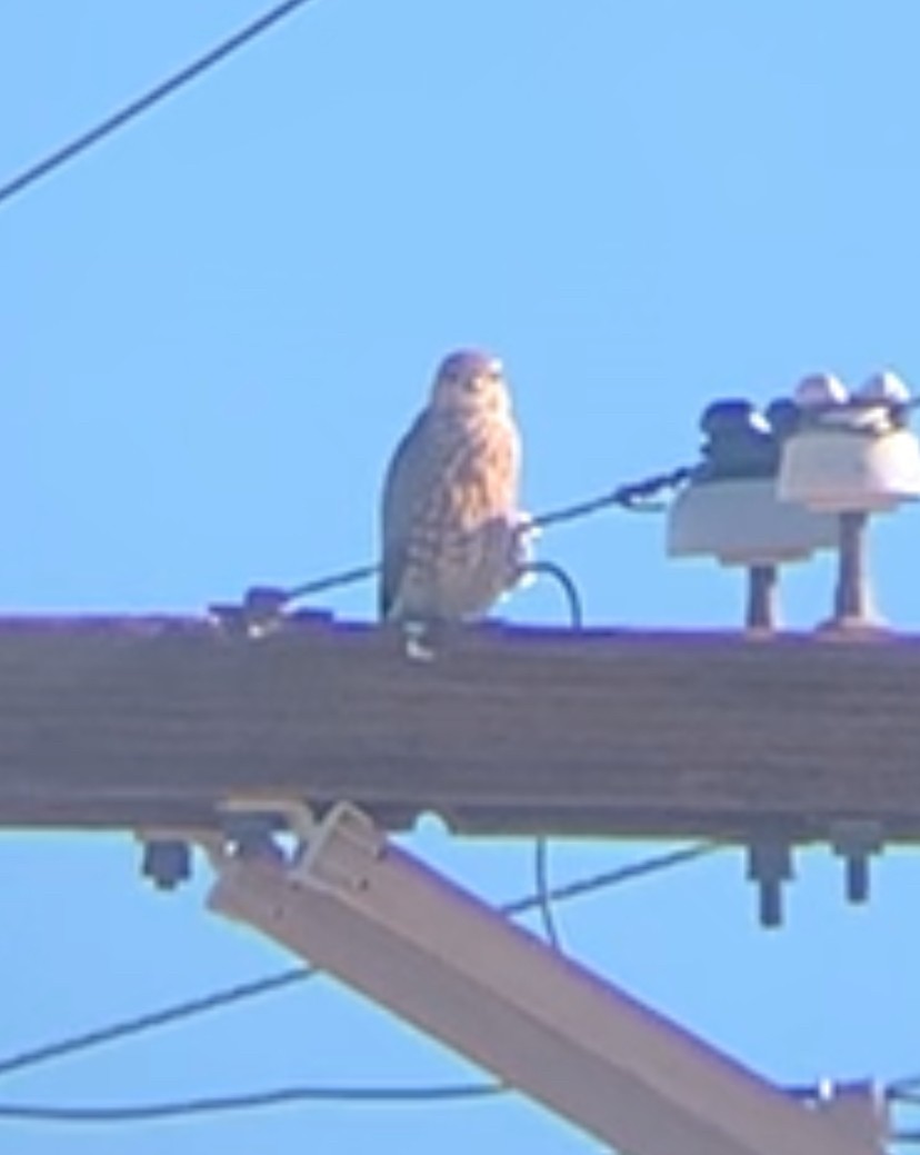 Merlin - ML643876847