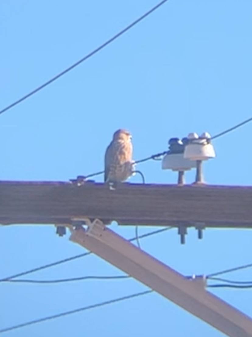 Merlin - ML643876848