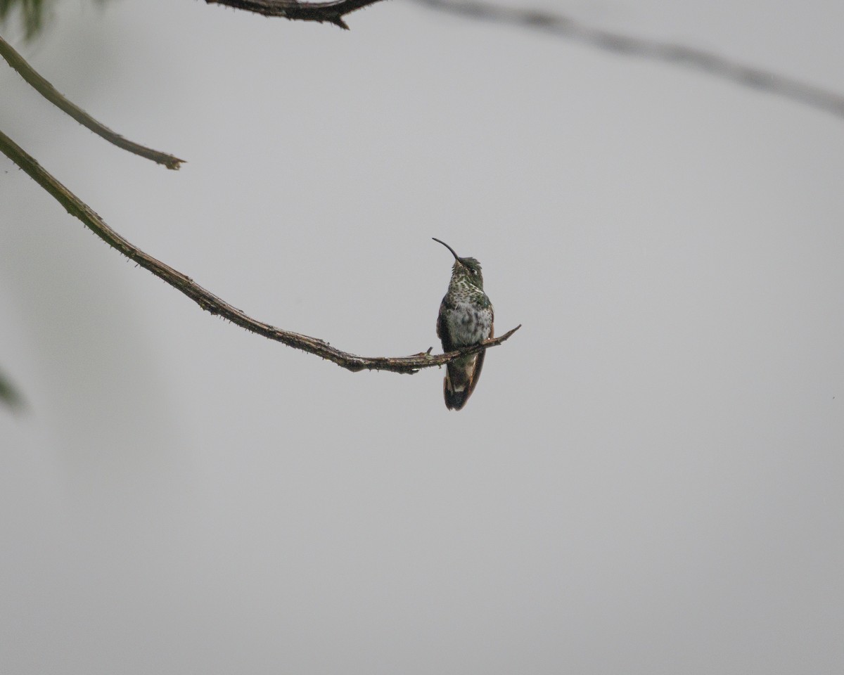 Mountain Velvetbreast - ML643876854