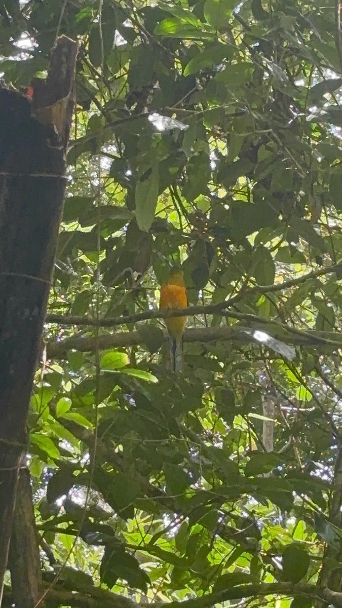 Orange-breasted Trogon - ML643876895