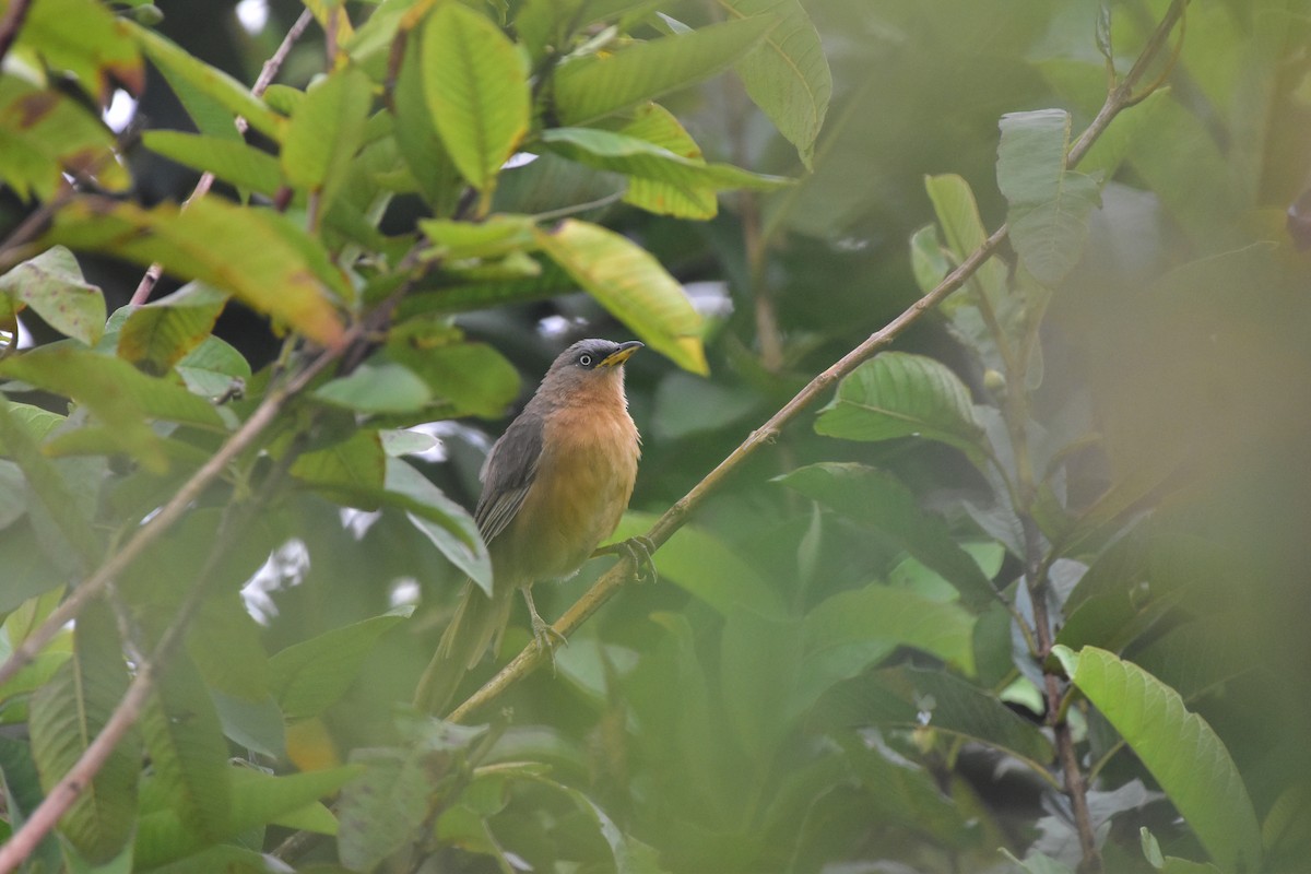 Kızıl Yedikardeş - ML643876904