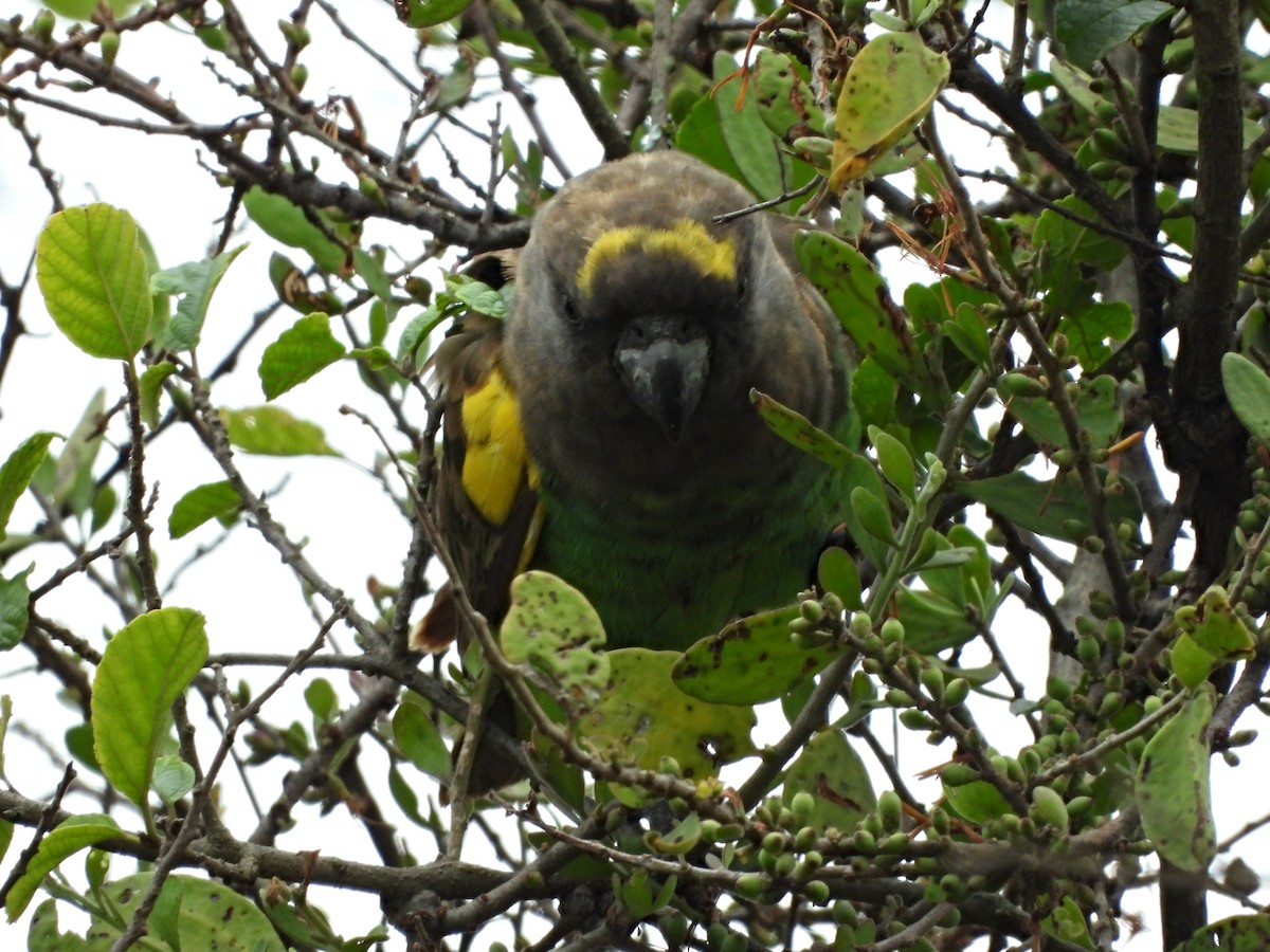 gulissepapegøye - ML643876905