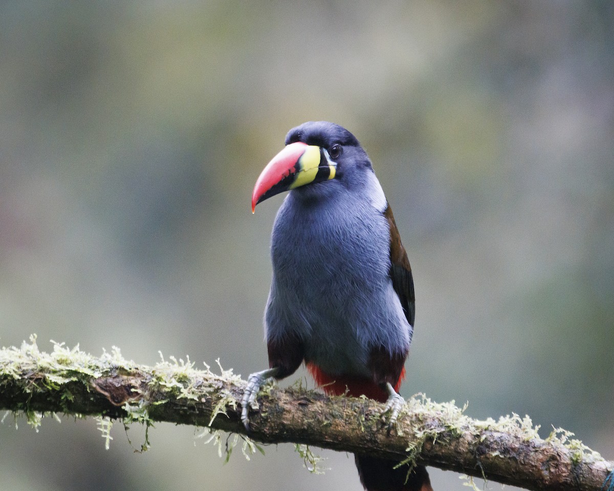 Gray-breasted Mountain-Toucan - ML643876906