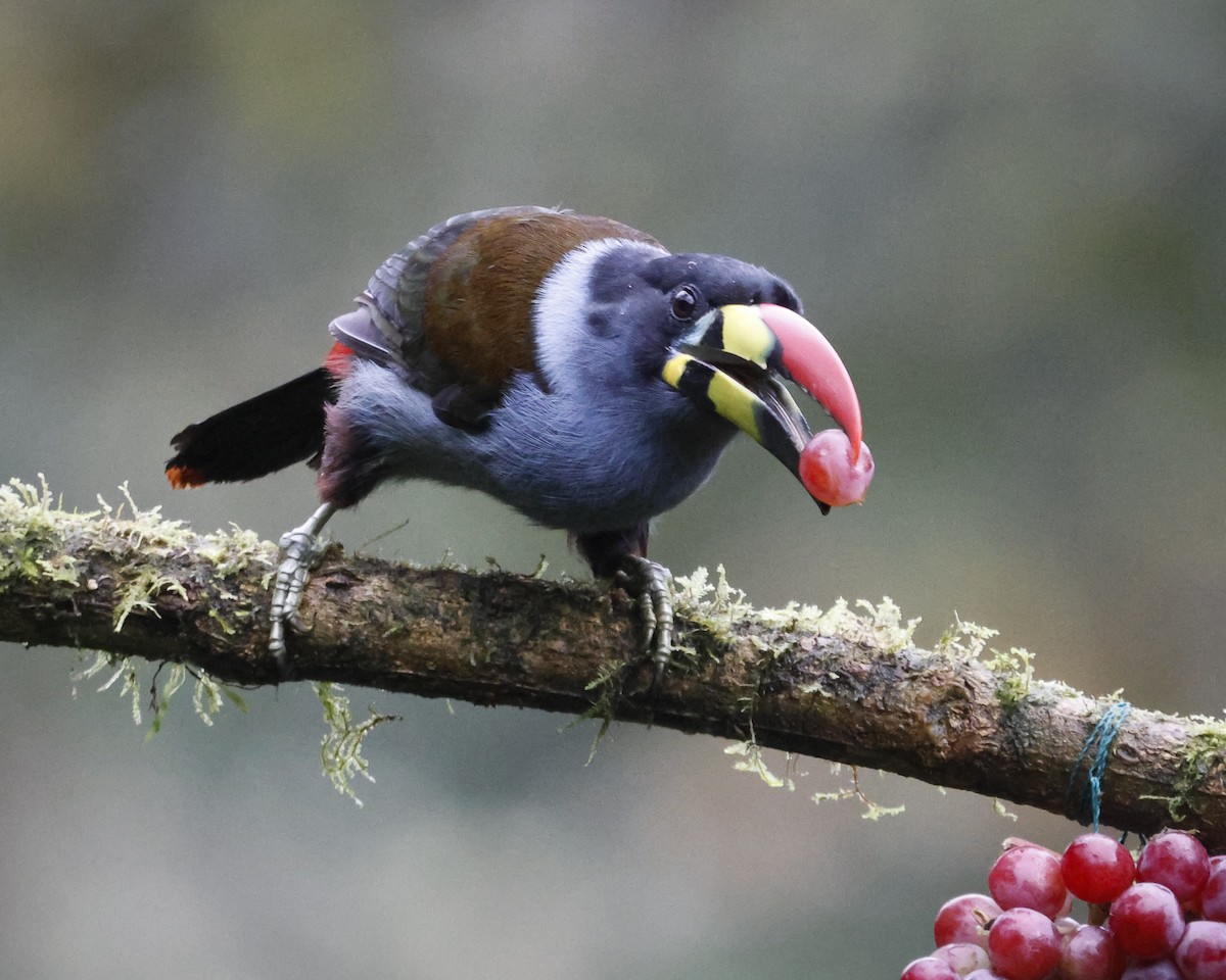 Gray-breasted Mountain-Toucan - ML643876907