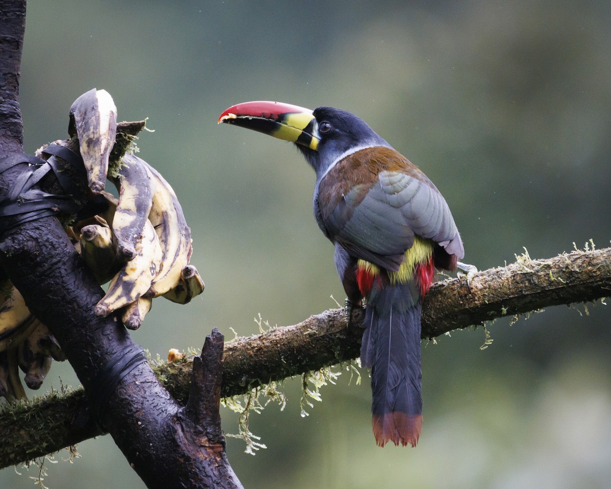 Gray-breasted Mountain-Toucan - ML643876908