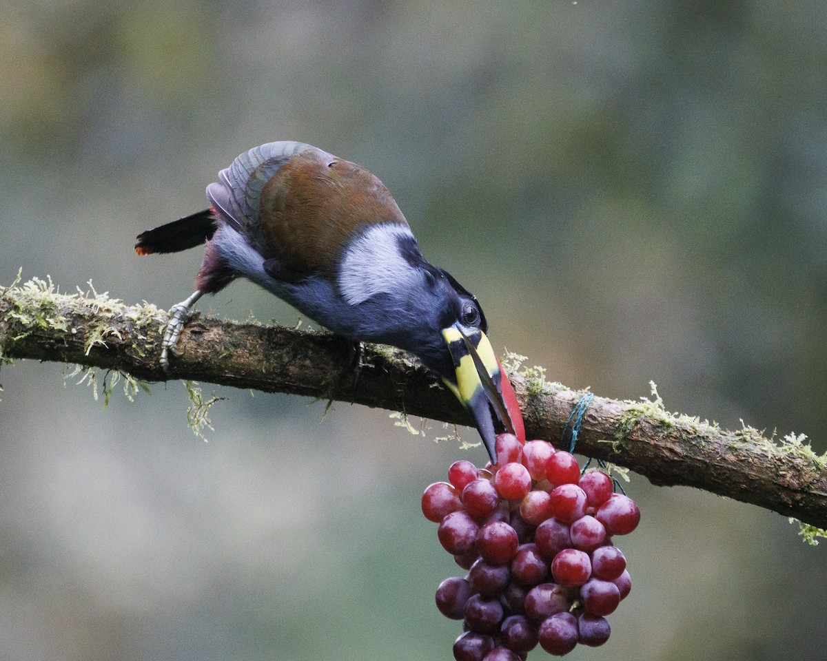 Gray-breasted Mountain-Toucan - ML643876909