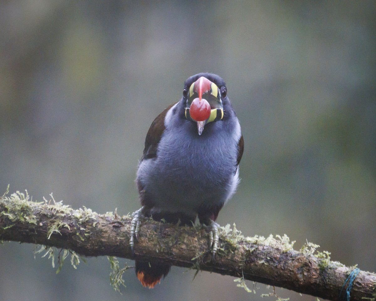 Gray-breasted Mountain-Toucan - ML643876910