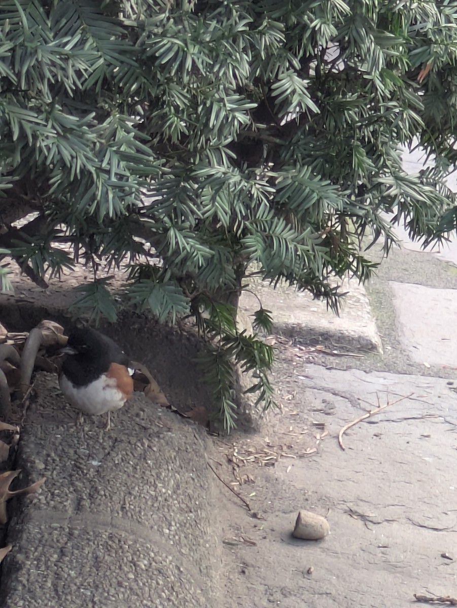 Eastern Towhee - ML643876914
