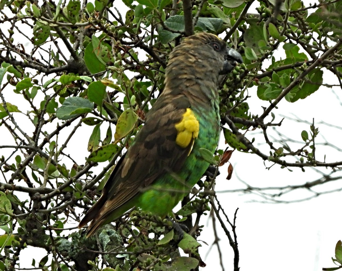 gulissepapegøye - ML643876915