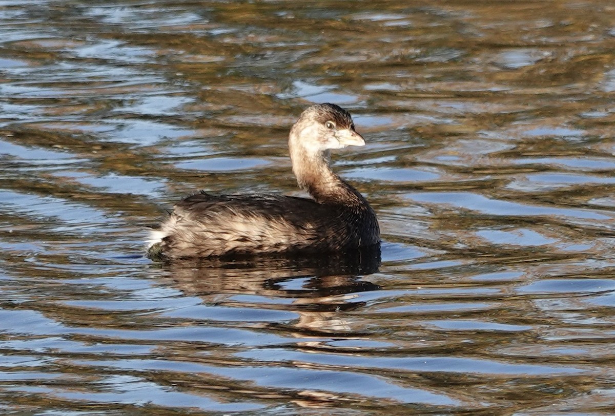 Pied-billed Grebe - ML643876918