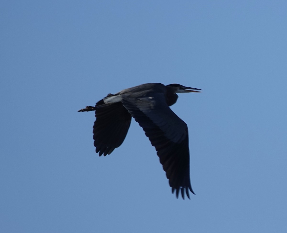 Great Blue Heron - ML643876923