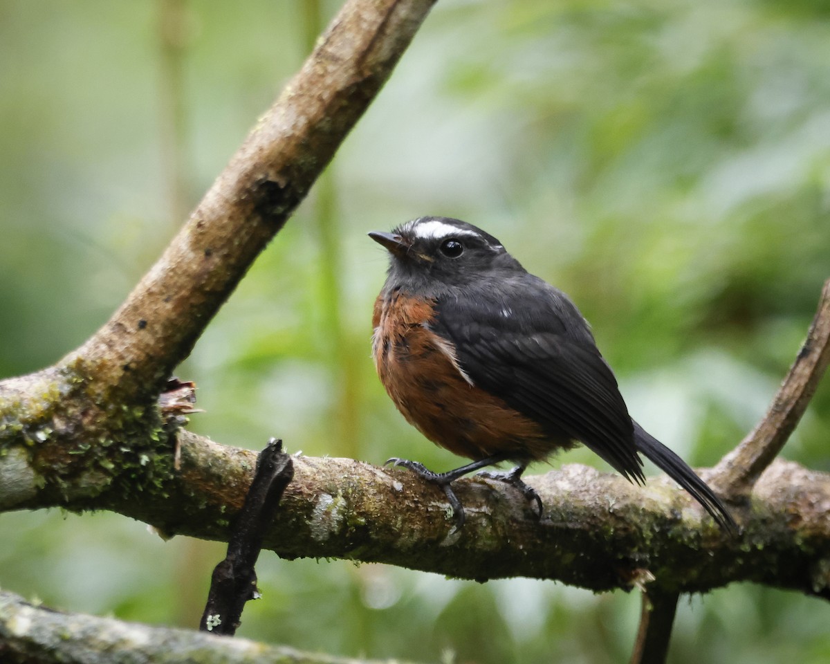 Chestnut-bellied Chat-Tyrant - ML643876928