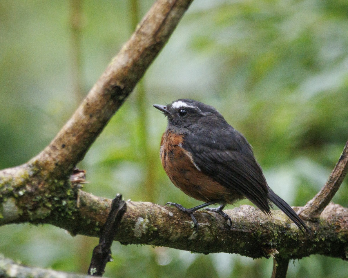 Chestnut-bellied Chat-Tyrant - ML643876929