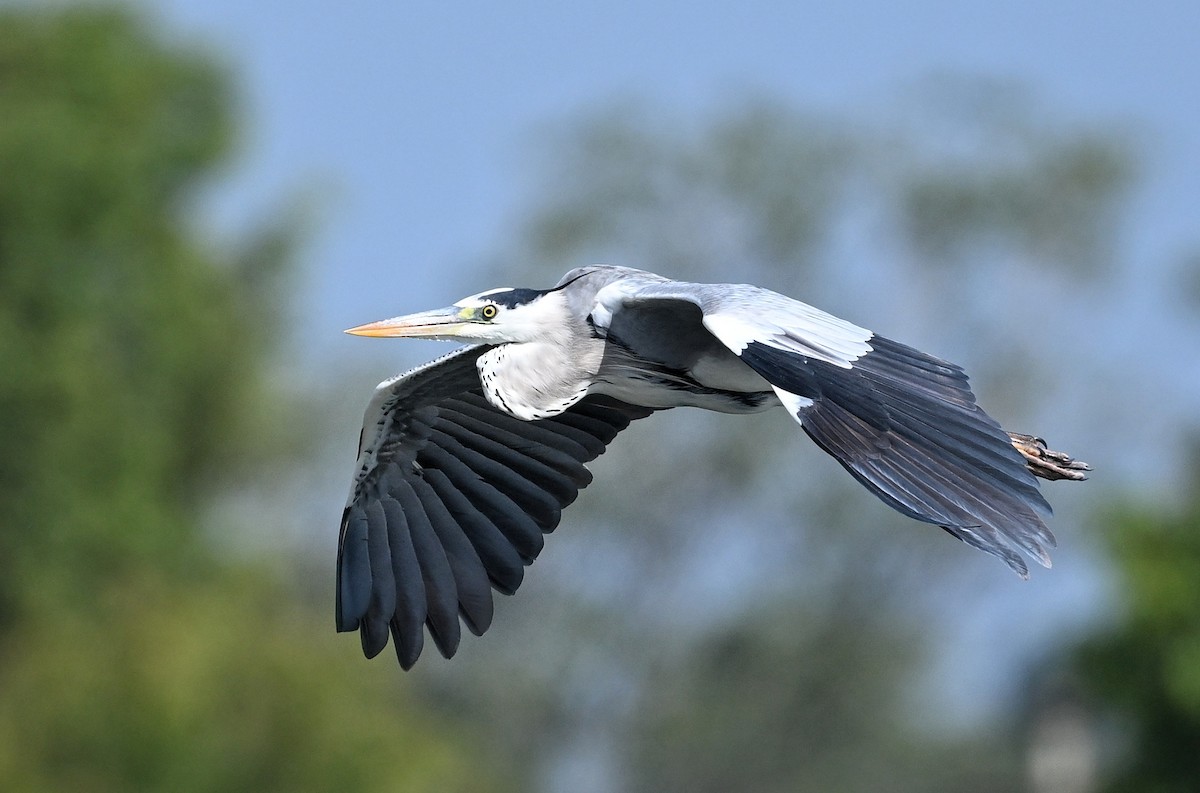 Gray Heron - ML643876934
