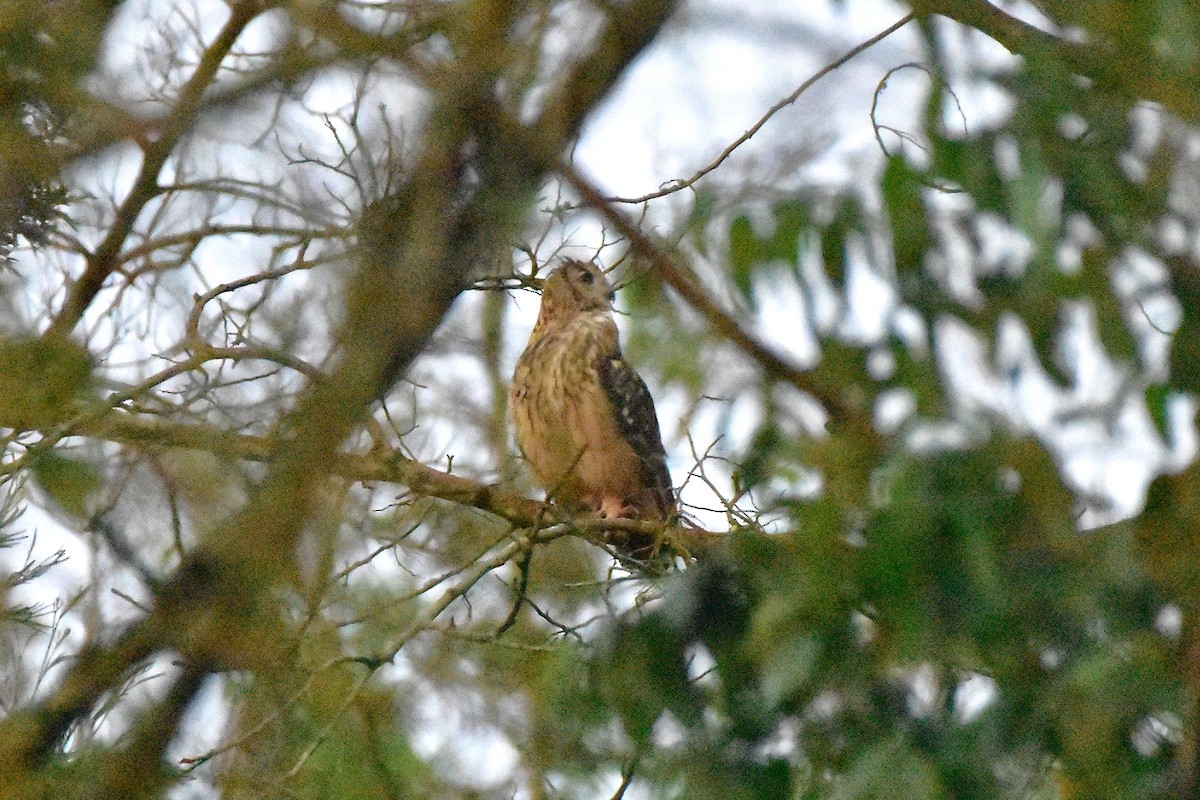Rock Eagle-Owl - ML643876935