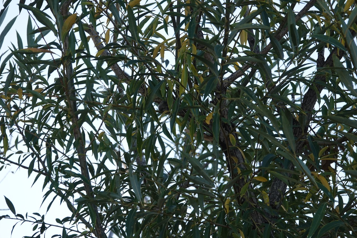 Bushtit - ML643876945
