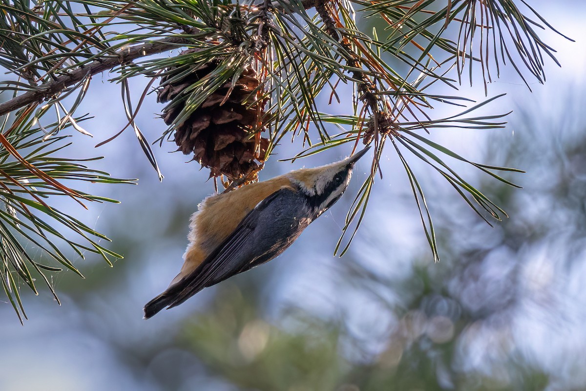 Red-breasted Nuthatch - ML643876967