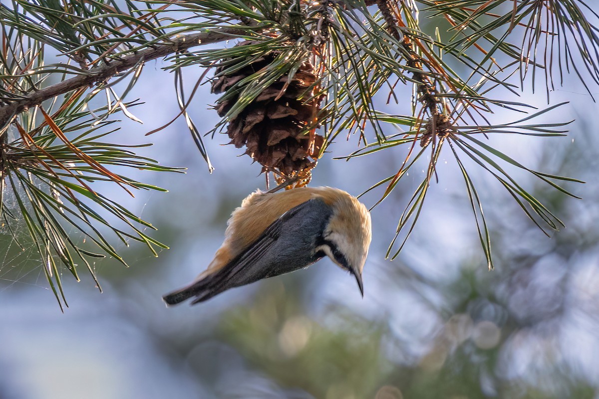 Red-breasted Nuthatch - ML643876968