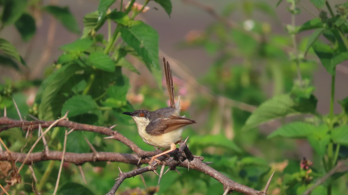 Ashy Prinia - ML643876971