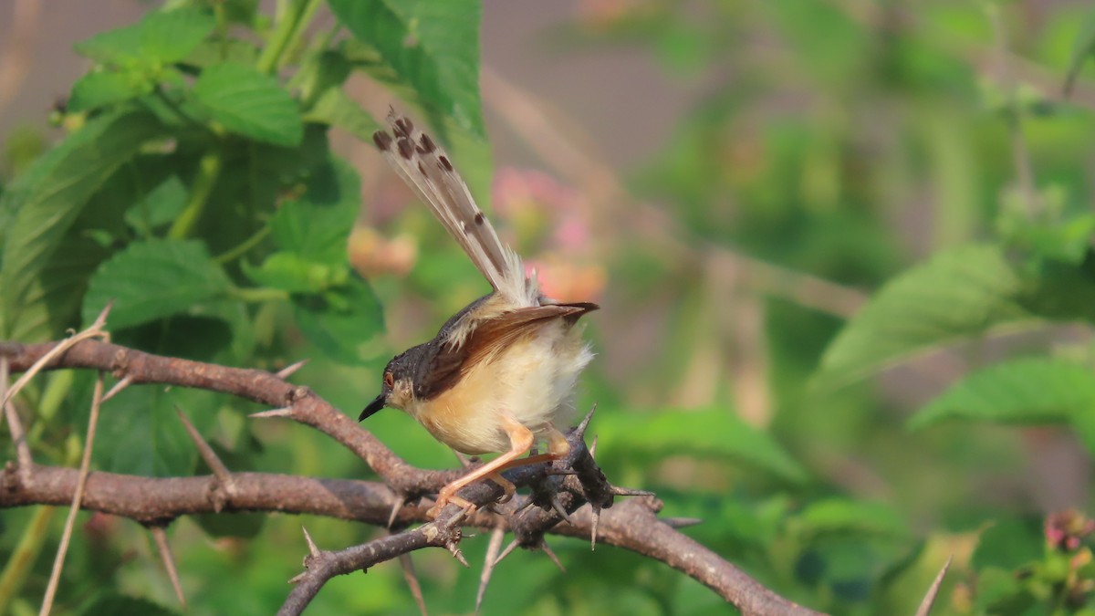 Ashy Prinia - ML643876972