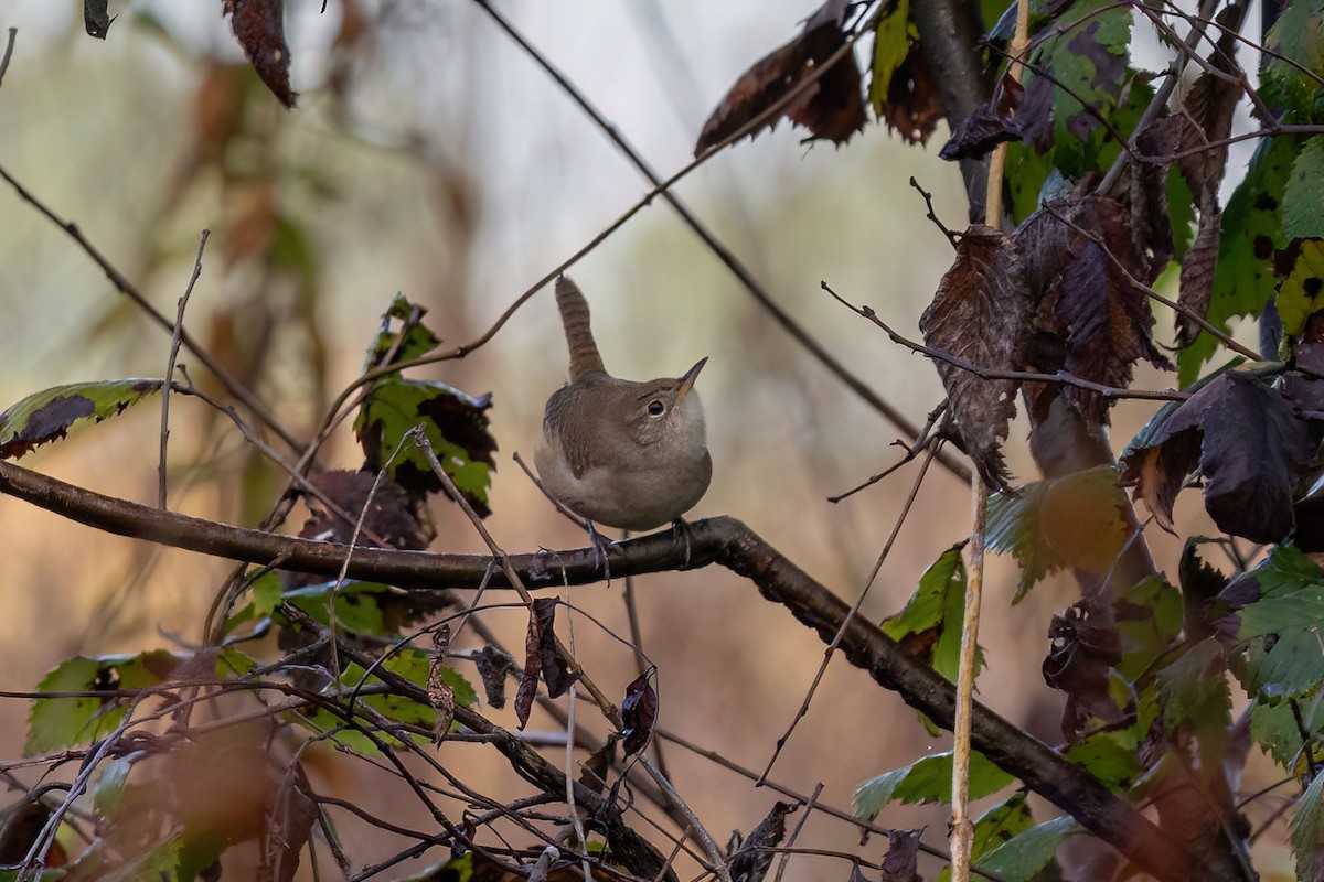 Northern House Wren - ML643876973