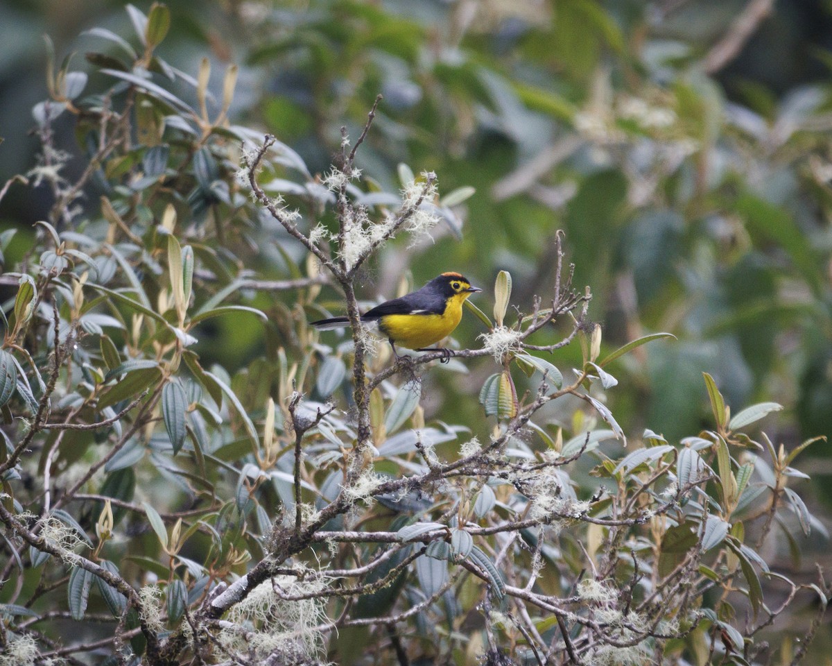 Spectacled Redstart - ML643876980