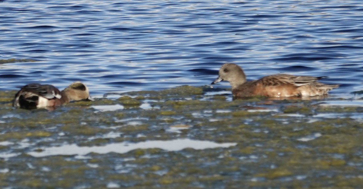 American Wigeon - ML643876984
