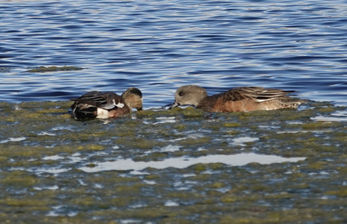 American Wigeon - ML643876985