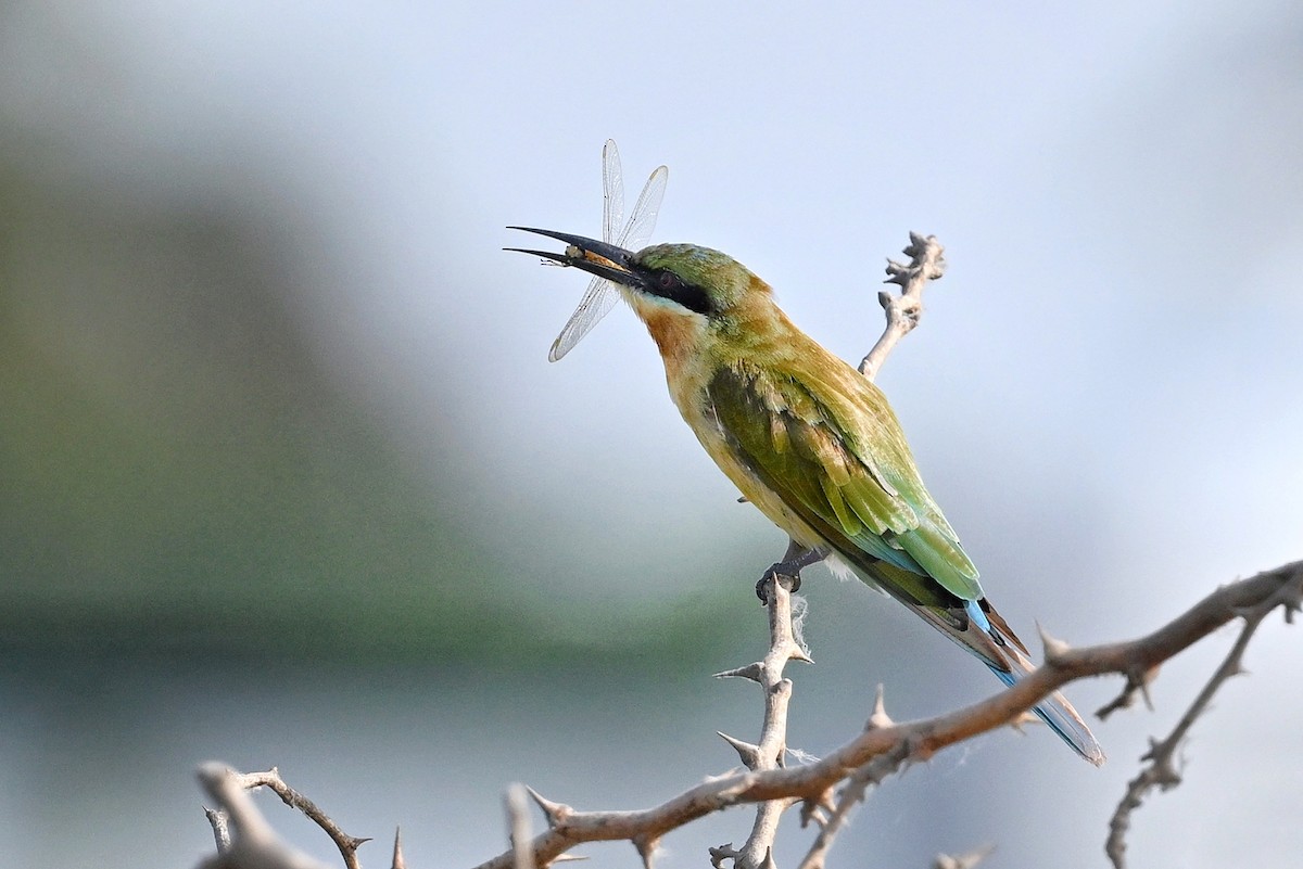 Blue-tailed Bee-eater - ML643876999