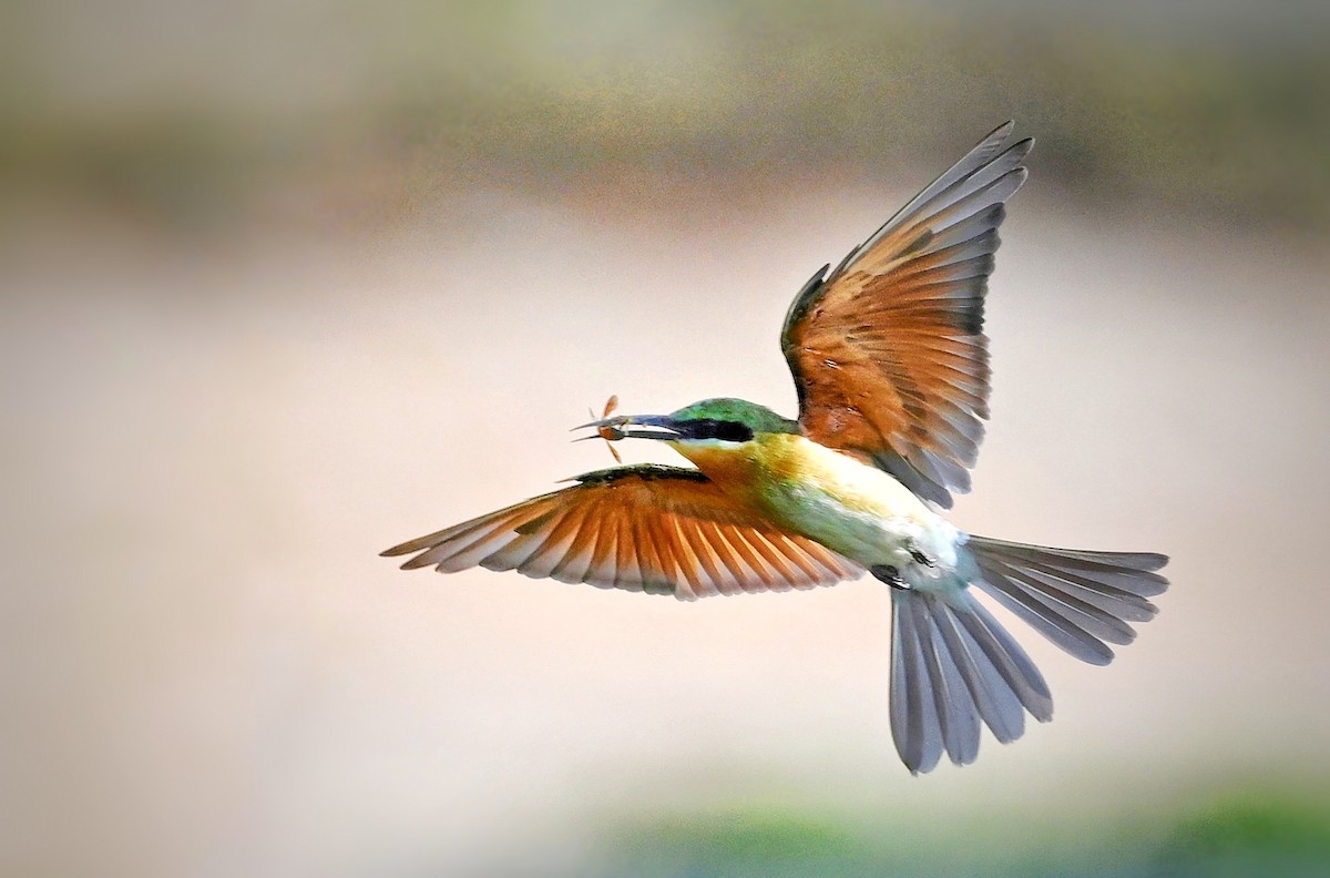 Blue-tailed Bee-eater - ML643877000