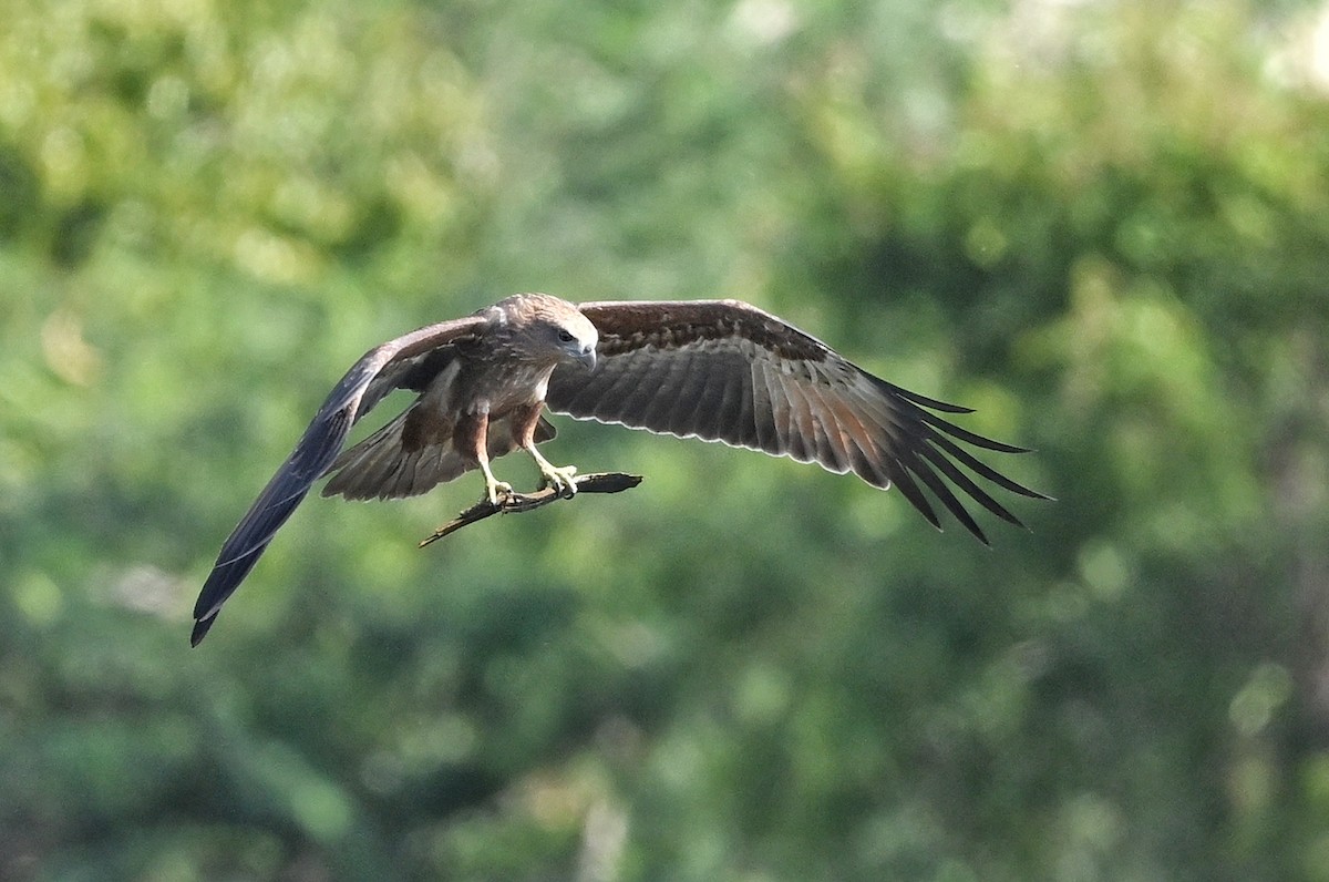 Brahminy Kite - ML643877010