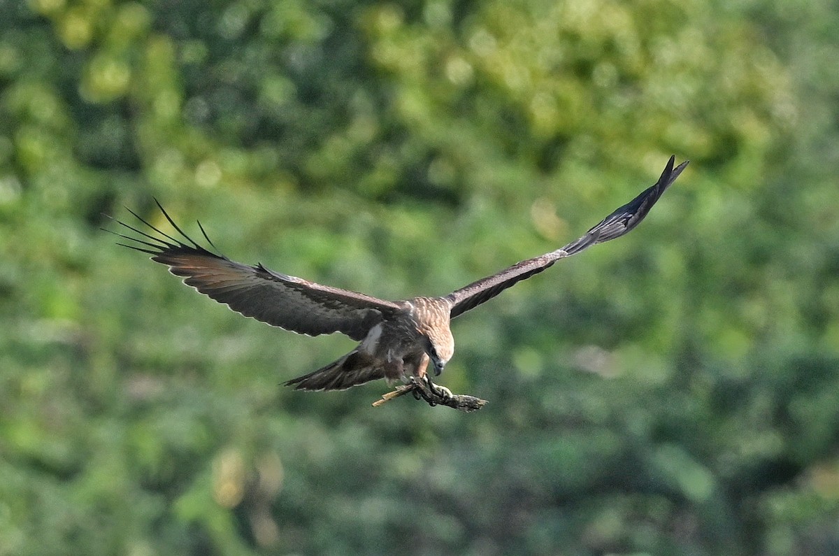 Brahminy Kite - ML643877011