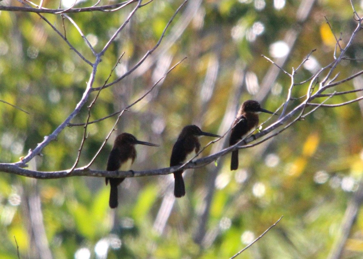 Brown Jacamar - ML643877016