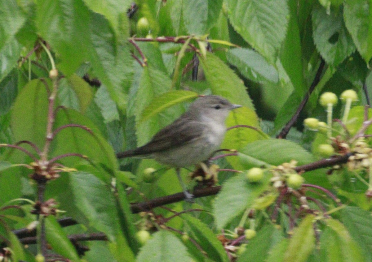 Garden Warbler - ML643877032