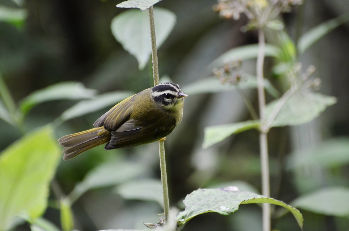 Three-striped Warbler - ML643877035