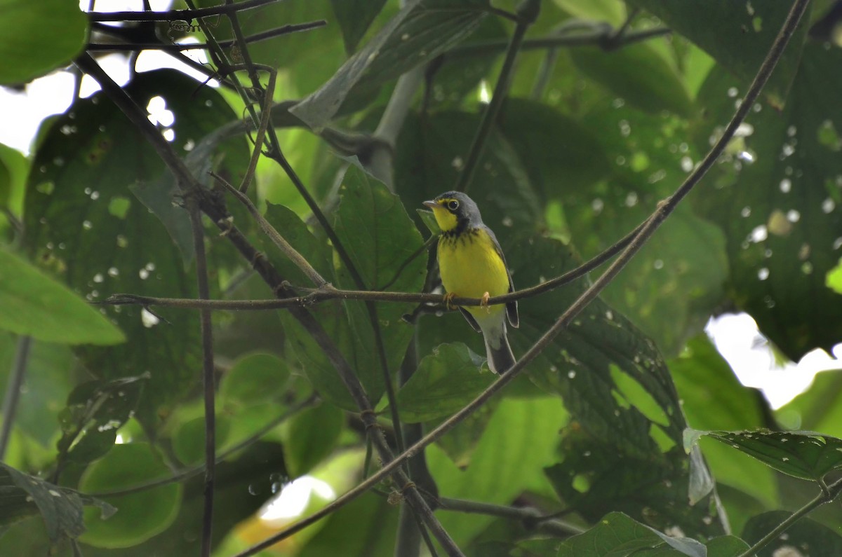 Canada Warbler - ML643877042