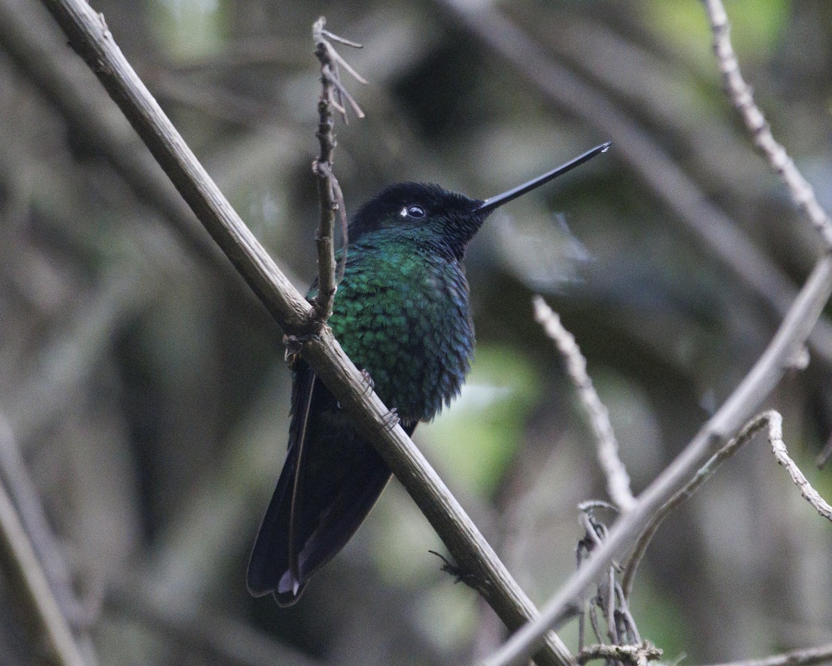 Buff-winged Starfrontlet - ML643877060