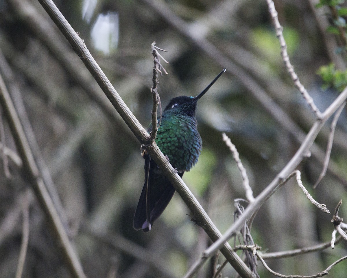 Buff-winged Starfrontlet - ML643877061